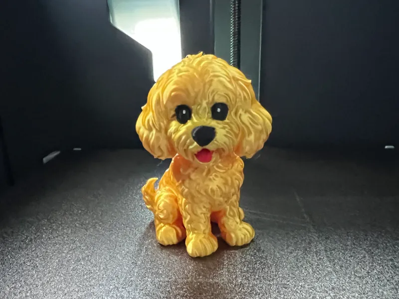 Cute Cockapoo/Toy Poodle