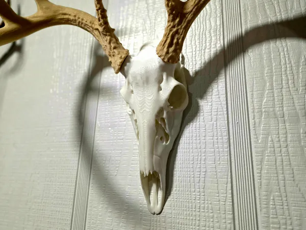 https://makerworld.bblmw.com/makerworld/model/US4cc66280fe305e/design/b84214702aabee90.jpg