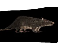 RAT, 0.2mm layer, 2 walls, 15% infill