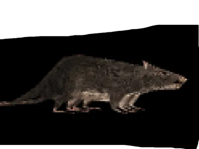 spinning rat flexi