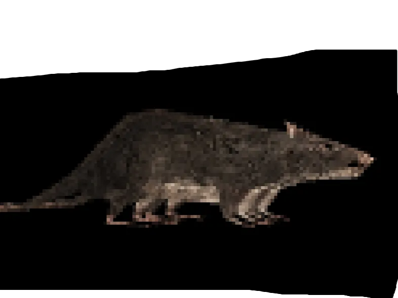 spinning rat flexi