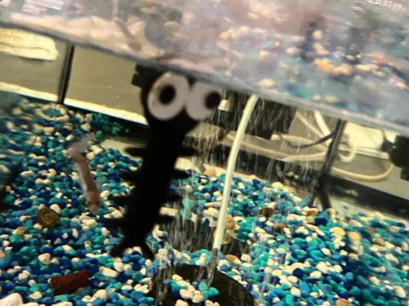 Floating Mosquito Larvae