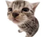 Silly cat lamp