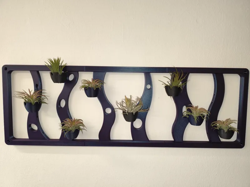 Tillandsia air plant wall holder and decoration