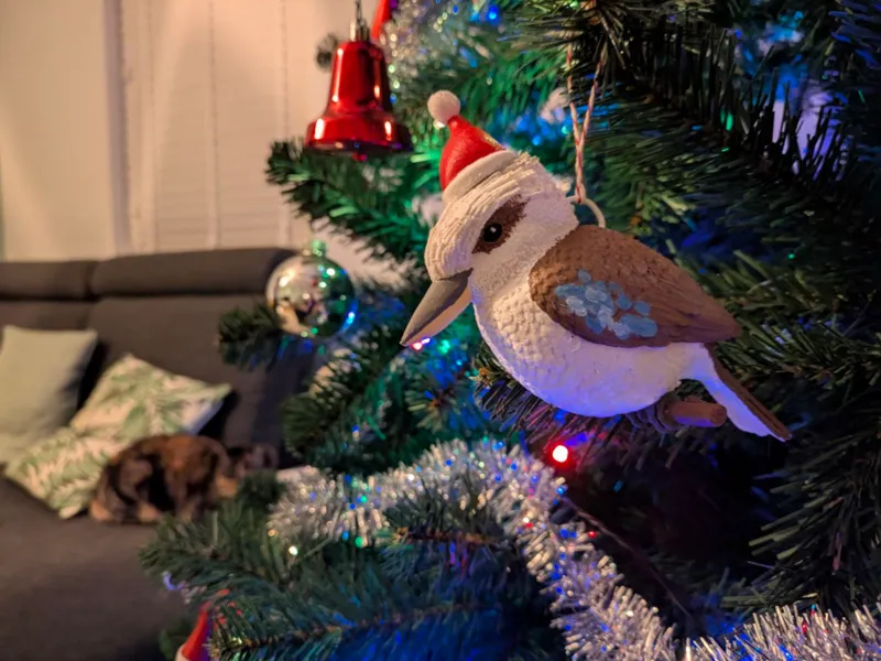 Kookaburra with christmas hat