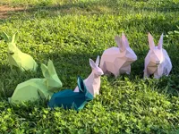 Lapin bas-poly minimaliste — photo 5