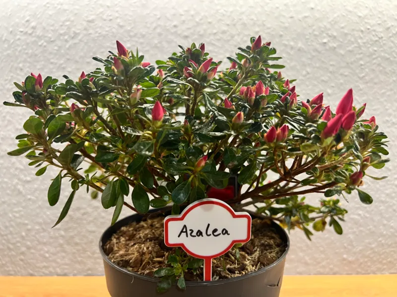 FlowerLabel