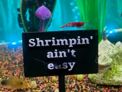 Shrimpin' Aint Easy