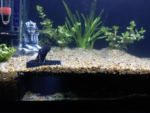 Grotte pour aquarium