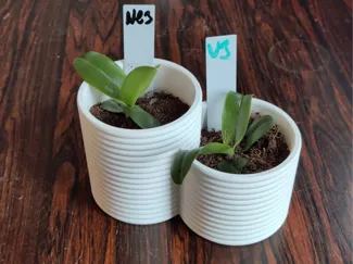 Simple Plant Pot - 2 Plants