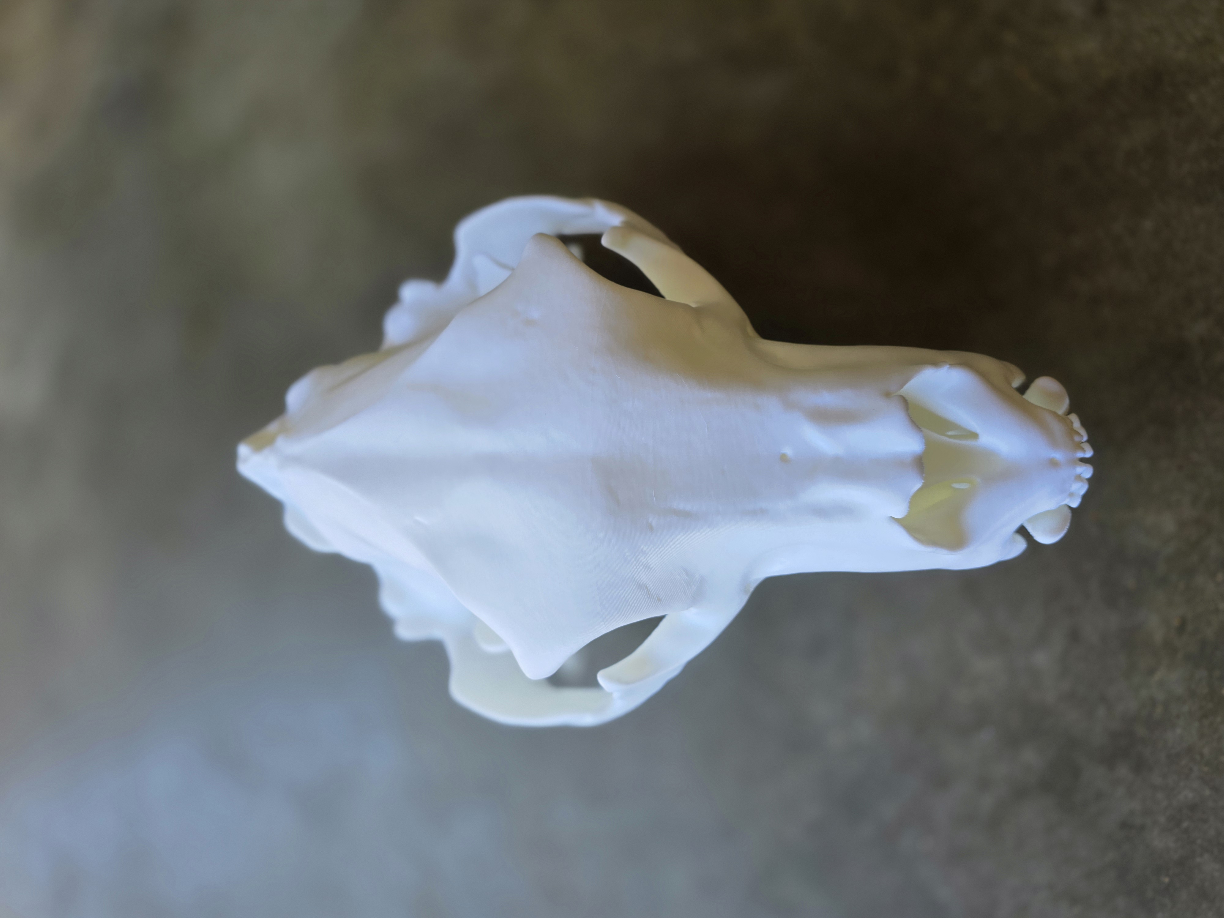 Miniatura 2 do modelo 3D Black Bear Skull