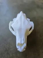 Bear Skull - 1:1 Scale - 100%