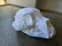 Bear Skull - 50% Scale - A1 Mini