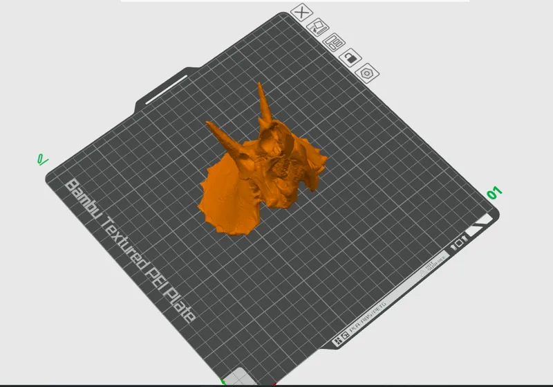 Triceratops Skull