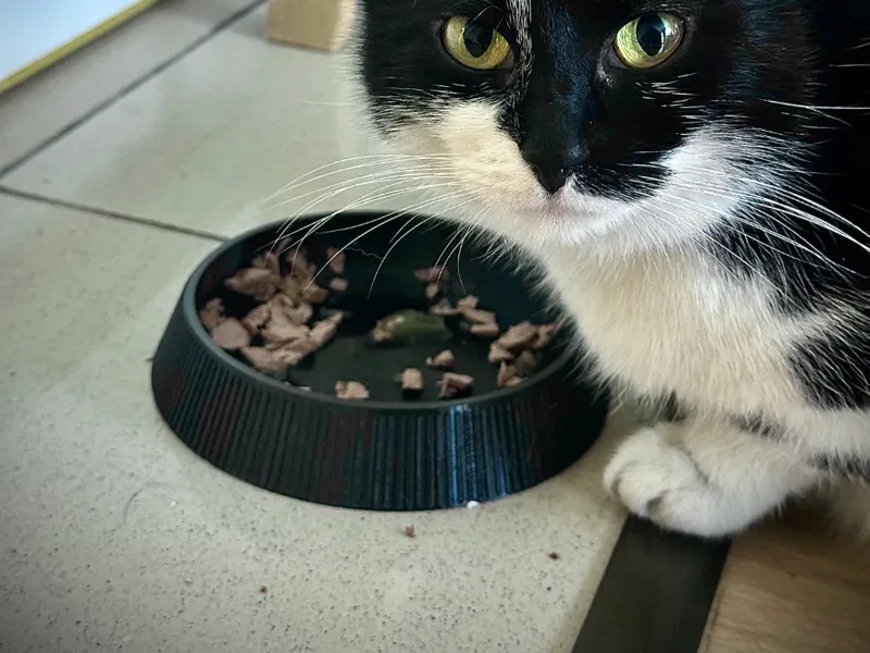 Bowl Cat Dog 