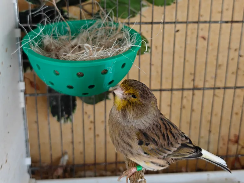 Nest for canaries