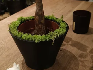Modern Planter with Decorative Moss Ring