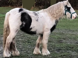 Paard, Tinker