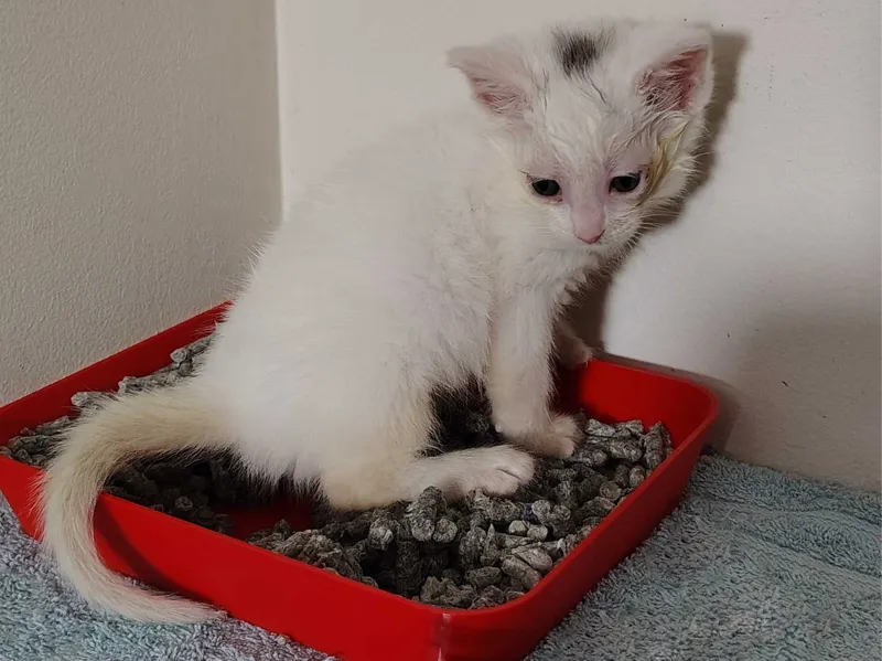 Shallow Kitty Litter Box Tray for Kittens