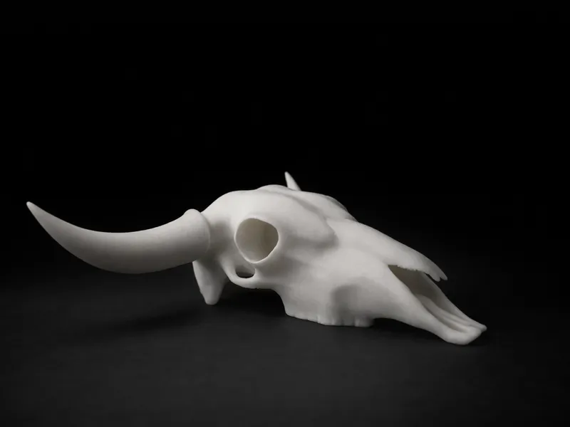 Cow skull