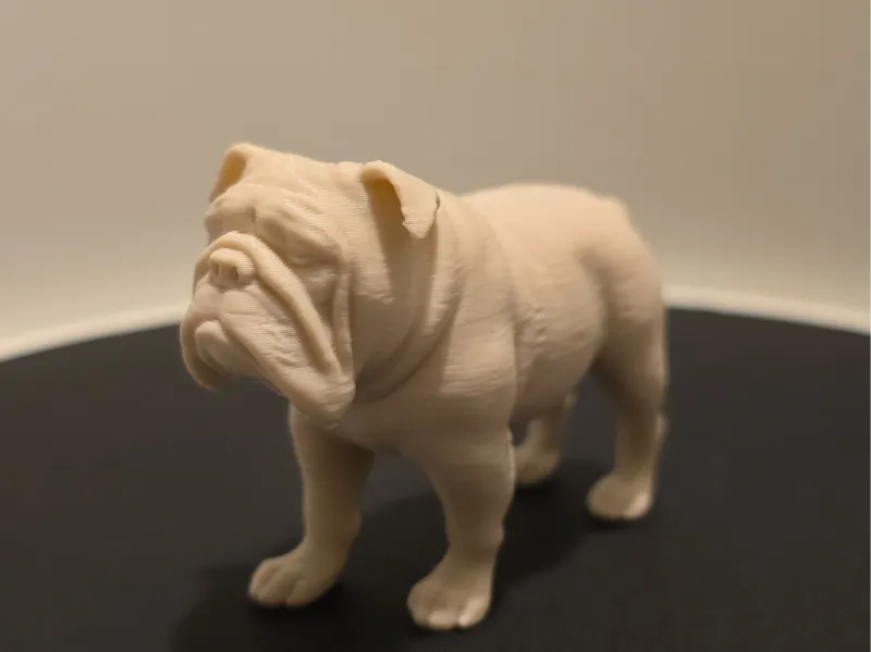 old english bulldog / englische Bulldogge