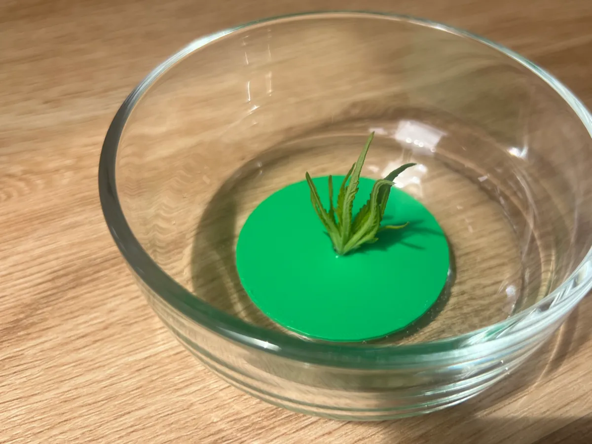 Support flottant pour bouture de plante