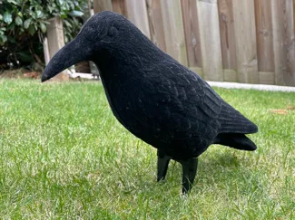 Ständer für Lockkrähe / stand for crow decoy