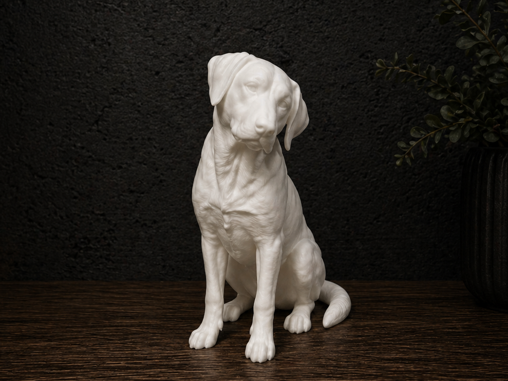 Labrador Retriever - Animal - Dog 