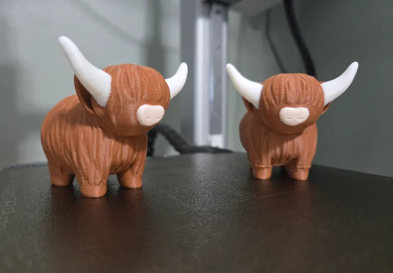 Highland Cow