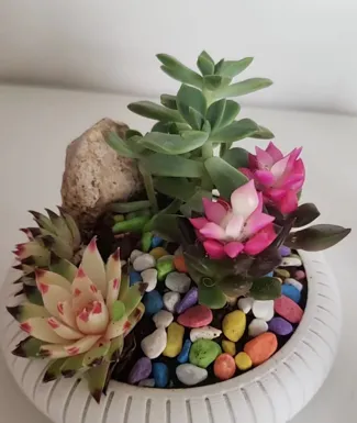 花盆