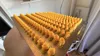180 ducks no infill