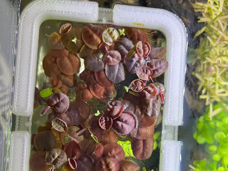 Aquarium plant swim ring rectangle