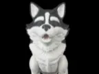 Niko the Husky