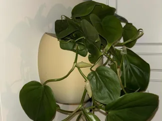 Wall mounted plant pot japandi minimalist