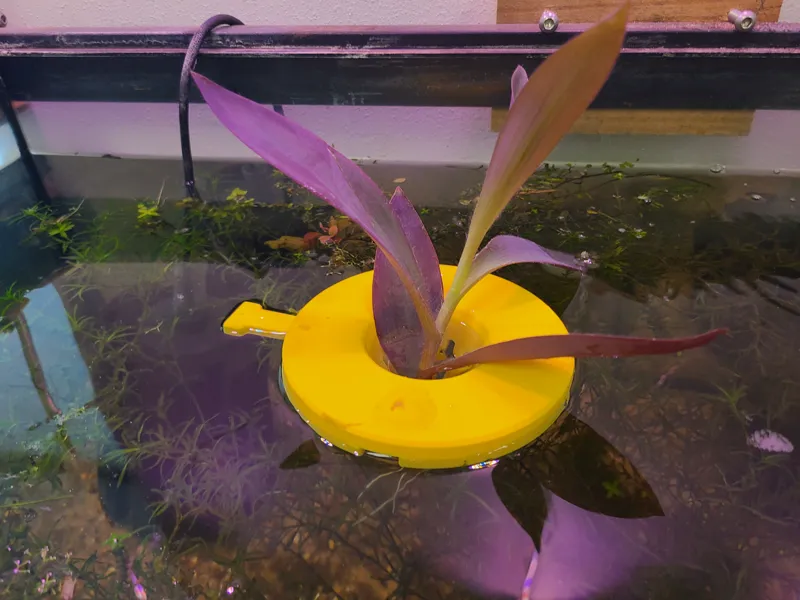 Floating plant pot
