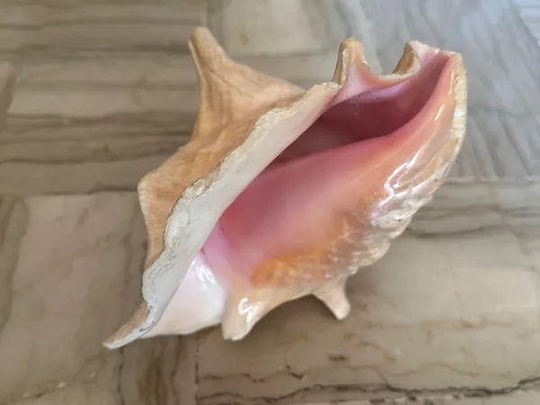 Coquillage tropical exotique