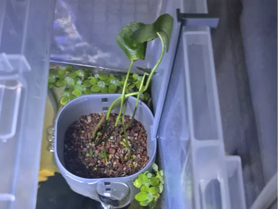 Aquarium Plant Holder (Adjustable Height)