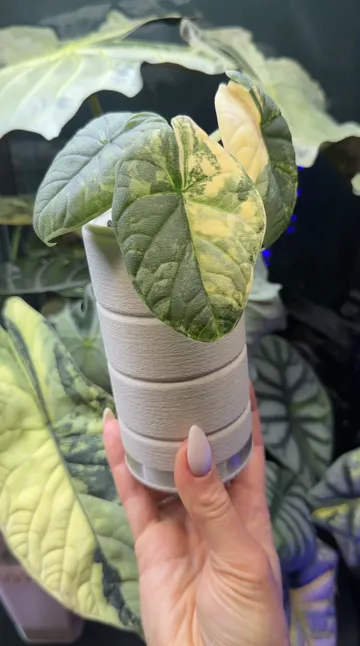Maceta decorativa: Cloud Pot – Self-Watering Plant Pot — vista de referencia 3