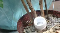 small flower pot