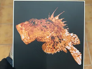 Scorpaena Scrofa Fish hueforge