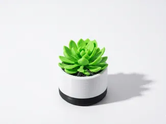 Mini Desk Succulent: Echeveria