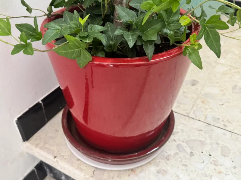 Sous pot de fleur