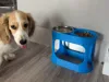 Elevated Double Pet Feeder 