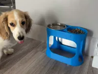 Elevated Double Pet Feeder
