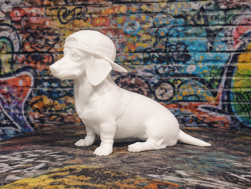 Dachshund with Cap - Animal - Dog