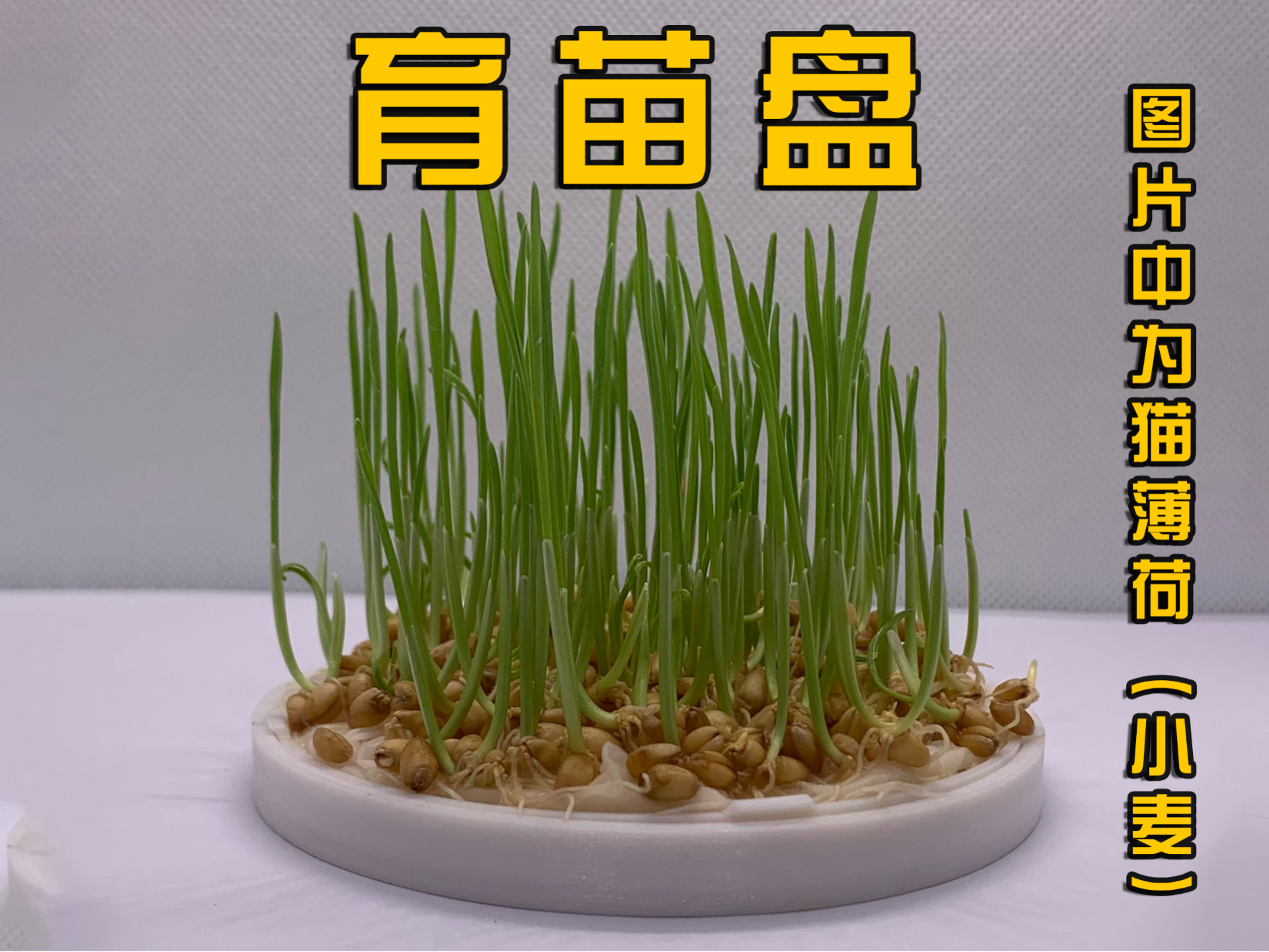 育苗盘