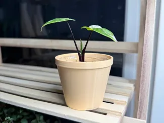 Plant pot 50 ml