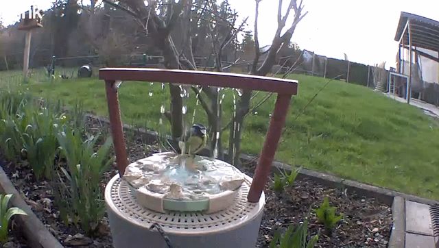 Vogel Dusche / Vogel Tränke