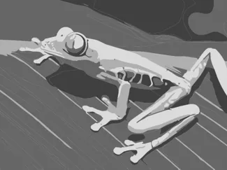 Frog hueforge keychain