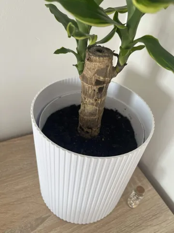 Maceta decorativa: Modern Fluted Planter with Removable Inner Pot — vista de referencia 3